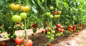 Defoliación de la planta de tomate:beneficios, riesgos y cuándo evitarla 
