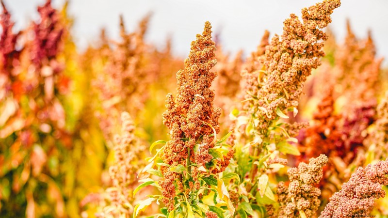 Guida alla raccolta della quinoa:tempistiche e migliori pratiche 