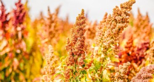 Quinoa-oogstgids:timing en beste praktijken 