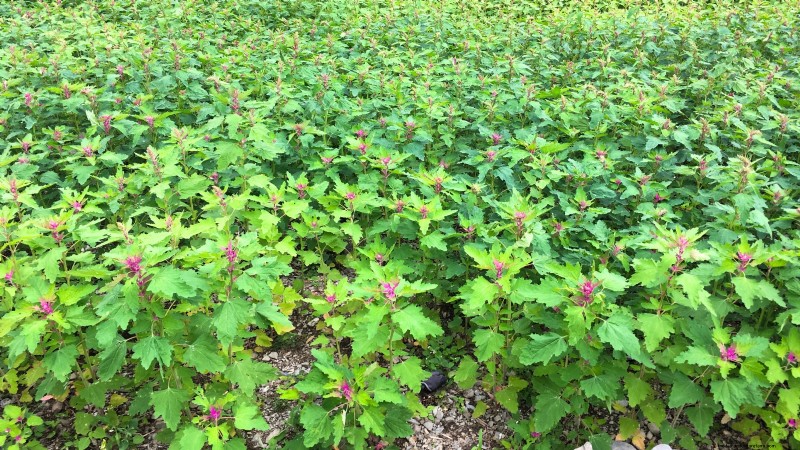 Guida alla raccolta della quinoa:tempistiche e migliori pratiche 