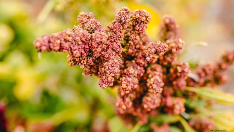 Guida alla raccolta della quinoa:tempistiche e migliori pratiche 