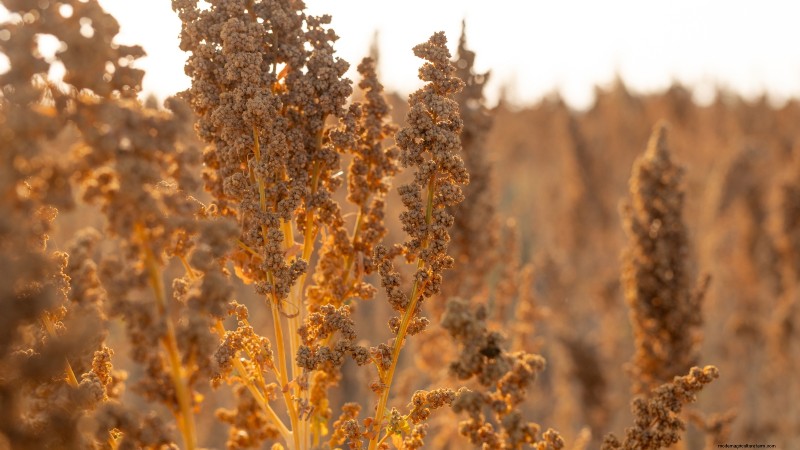 Guida alla raccolta della quinoa:tempistiche e migliori pratiche 