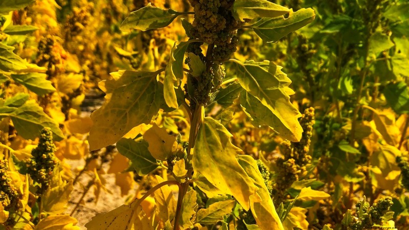 Guida alla raccolta della quinoa:tempistiche e migliori pratiche 
