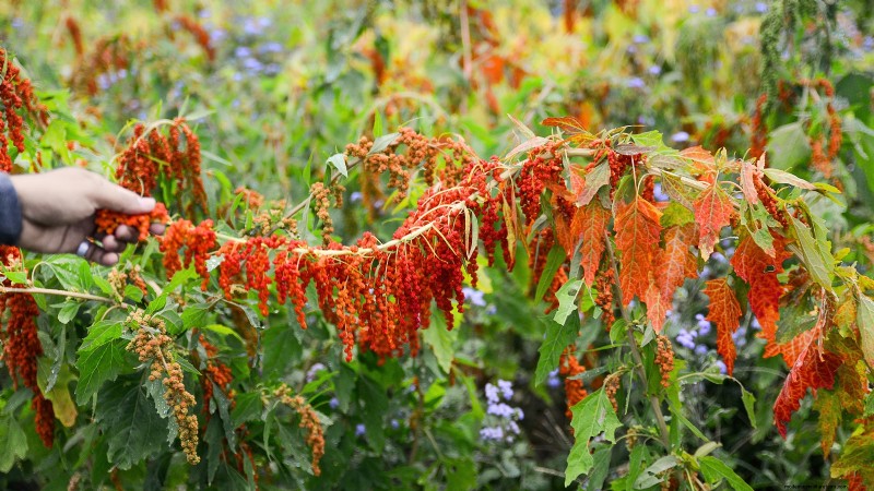 Guida alla raccolta della quinoa:tempistiche e migliori pratiche 