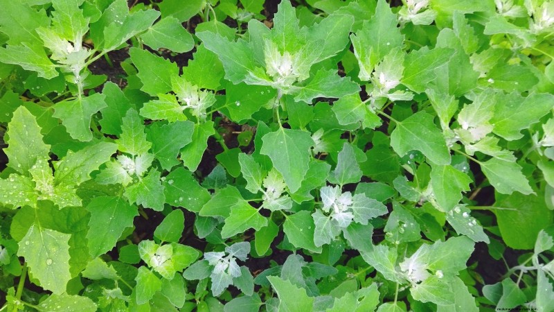 Guida alla raccolta della quinoa:tempistiche e migliori pratiche 