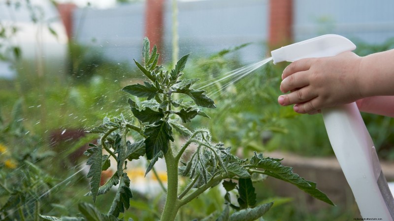 Maximaliseer uw oogst:5 tips voor het kweken van gigantische groenten 