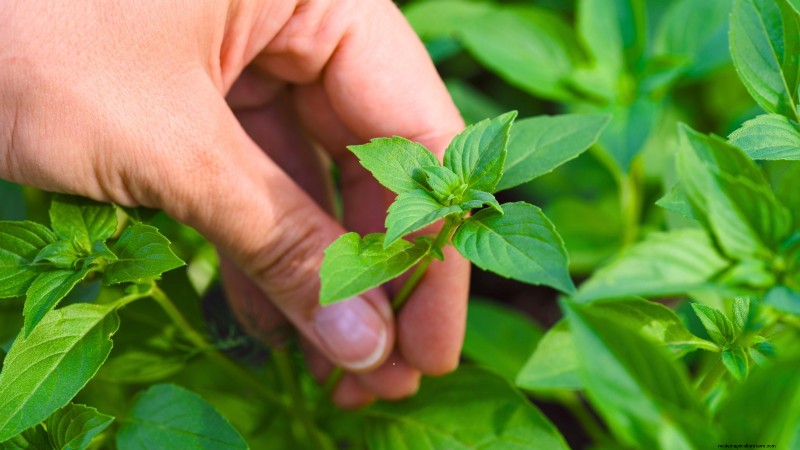Maximaliseer uw oogst:5 tips voor het kweken van gigantische groenten 