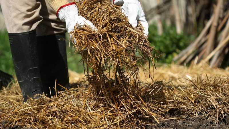 Maximaliseer uw oogst:5 tips voor het kweken van gigantische groenten 
