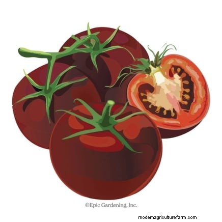 Las mejores variedades de tomates de poste para huertos familiares:de alto rendimiento y resistentes a enfermedades 