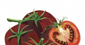 Las mejores variedades de tomates de poste para huertos familiares:de alto rendimiento y resistentes a enfermedades 