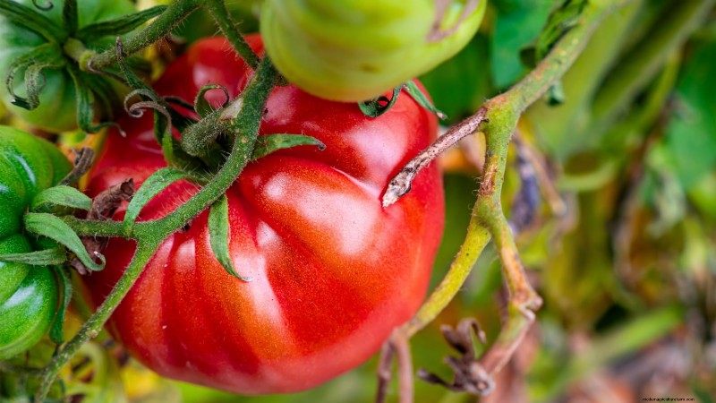 Las mejores variedades de tomates de poste para huertos familiares:de alto rendimiento y resistentes a enfermedades 