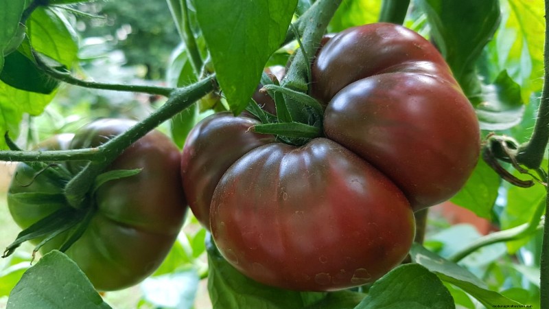 Las mejores variedades de tomates de poste para huertos familiares:de alto rendimiento y resistentes a enfermedades 