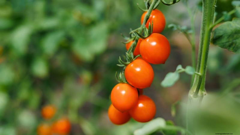 Las mejores variedades de tomates de poste para huertos familiares:de alto rendimiento y resistentes a enfermedades 