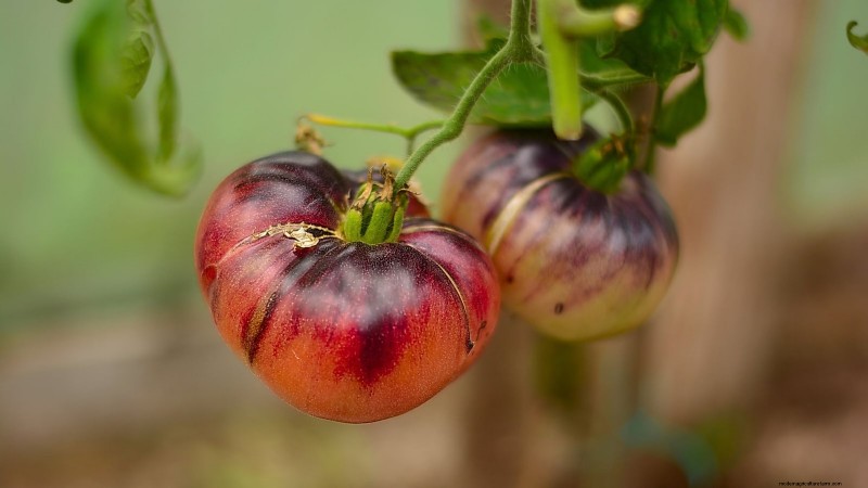 Las mejores variedades de tomates de poste para huertos familiares:de alto rendimiento y resistentes a enfermedades 
