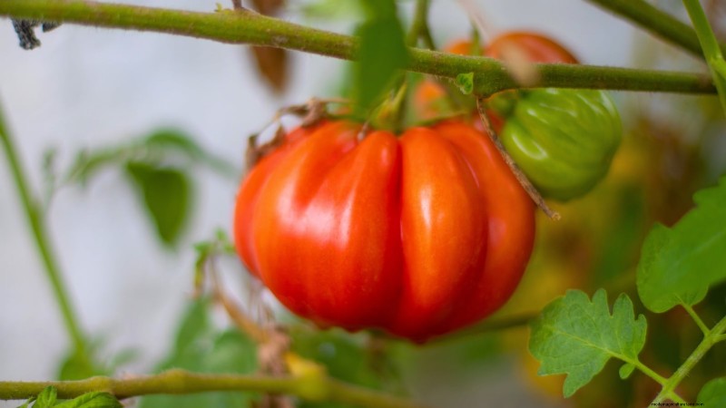 Las mejores variedades de tomates de poste para huertos familiares:de alto rendimiento y resistentes a enfermedades 