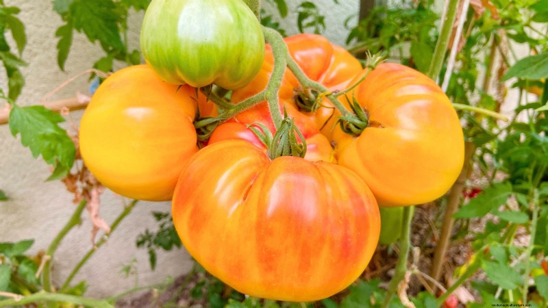 Las mejores variedades de tomates de poste para huertos familiares:de alto rendimiento y resistentes a enfermedades 