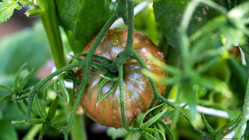 Las mejores variedades de tomates de poste para huertos familiares:de alto rendimiento y resistentes a enfermedades 