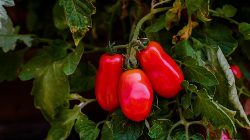 Las mejores variedades de tomates de poste para huertos familiares:de alto rendimiento y resistentes a enfermedades 