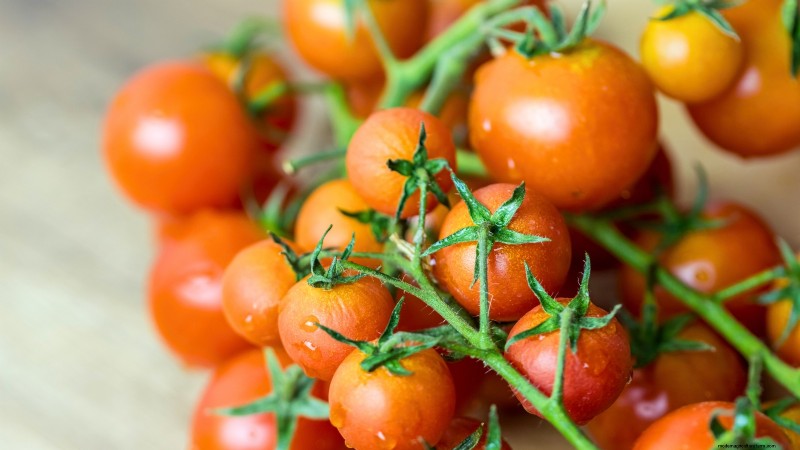 Las mejores variedades de tomates de poste para huertos familiares:de alto rendimiento y resistentes a enfermedades 