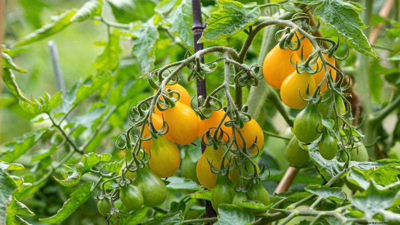 Las mejores variedades de tomates de poste para huertos familiares:de alto rendimiento y resistentes a enfermedades 