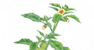 Problemen oplossen:waarom zijn mijn Tomatillos niet vruchtbaar? - [Uw websitenaam] 