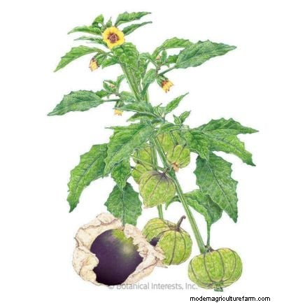 Pemecahan Masalah:Mengapa Tomatillo Saya Tidak Berbuah? - [Nama Situs Web Anda] 