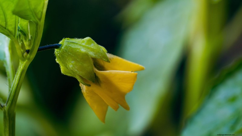 Pemecahan Masalah:Mengapa Tomatillo Saya Tidak Berbuah? - [Nama Situs Web Anda] 