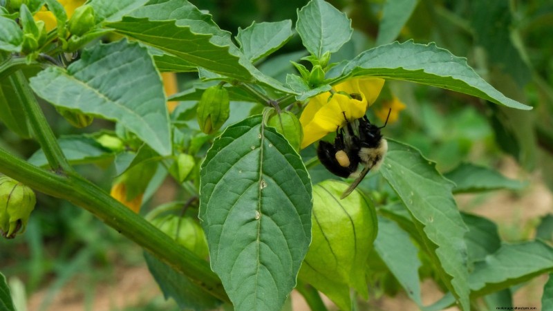 Pemecahan Masalah:Mengapa Tomatillo Saya Tidak Berbuah? - [Nama Situs Web Anda] 