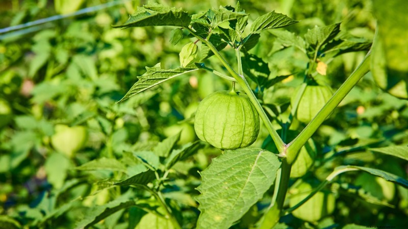 Pemecahan Masalah:Mengapa Tomatillo Saya Tidak Berbuah? - [Nama Situs Web Anda] 
