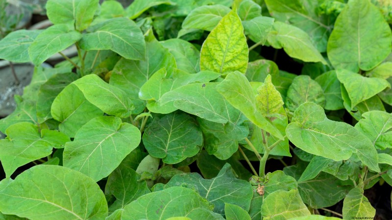 Pemecahan Masalah:Mengapa Tomatillo Saya Tidak Berbuah? - [Nama Situs Web Anda] 