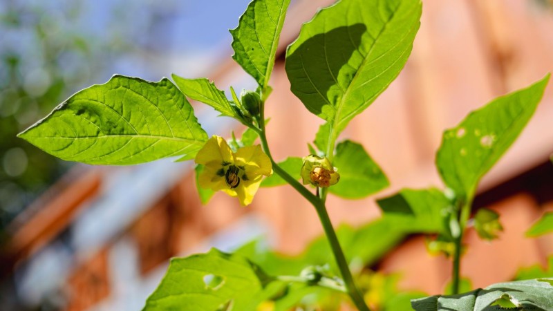 Pemecahan Masalah:Mengapa Tomatillo Saya Tidak Berbuah? - [Nama Situs Web Anda] 