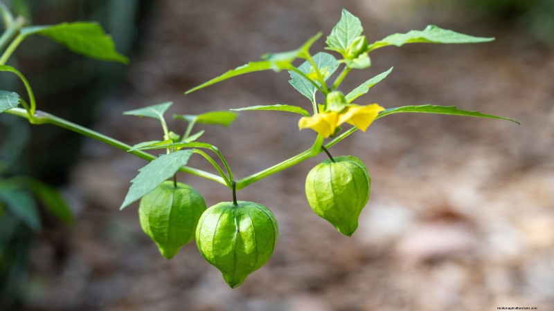 Pemecahan Masalah:Mengapa Tomatillo Saya Tidak Berbuah? - [Nama Situs Web Anda] 