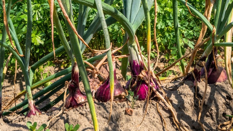Problemen met uienrot oplossen:veelvoorkomende oorzaken en preventie 