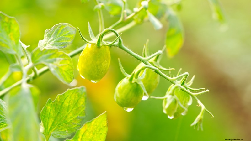 トマトの水やり:5 つの致命的な間違いを避けてください 