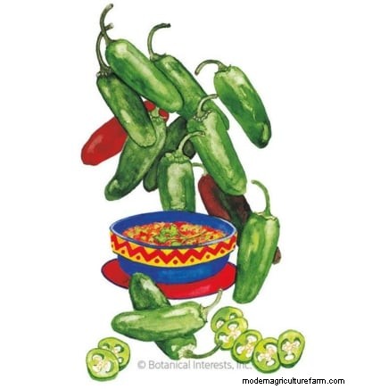 Panduan Memanen Jalapeño:Kapan &Cara Memilih Rasa yang Optimal 