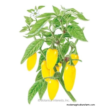 Panduan Memanen Jalapeño:Kapan &Cara Memilih Rasa yang Optimal 