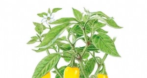 Guida alla raccolta del jalapeño:quando e come sceglierlo per il sapore ottimale 