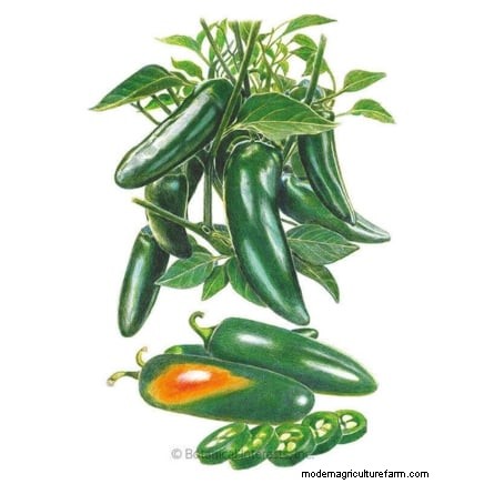 Panduan Memanen Jalapeño:Kapan &Cara Memilih Rasa yang Optimal 