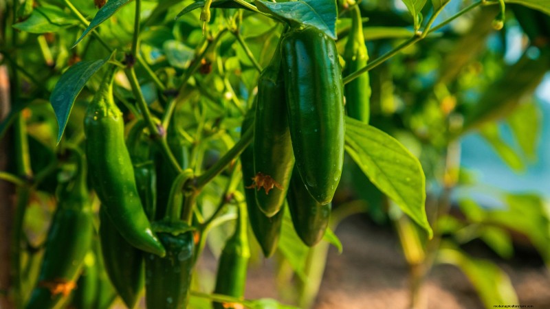 Panduan Memanen Jalapeño:Kapan &Cara Memilih Rasa yang Optimal 