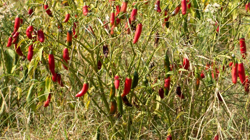 Panduan Memanen Jalapeño:Kapan &Cara Memilih Rasa yang Optimal 