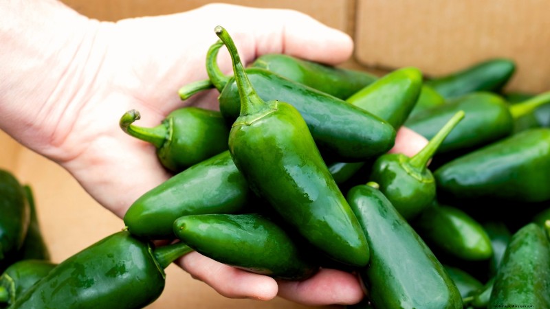Panduan Memanen Jalapeño:Kapan &Cara Memilih Rasa yang Optimal 