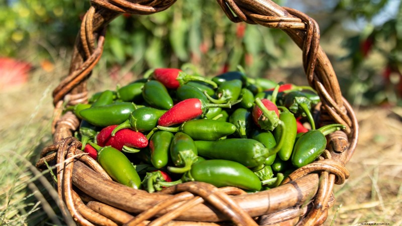 Panduan Memanen Jalapeño:Kapan &Cara Memilih Rasa yang Optimal 