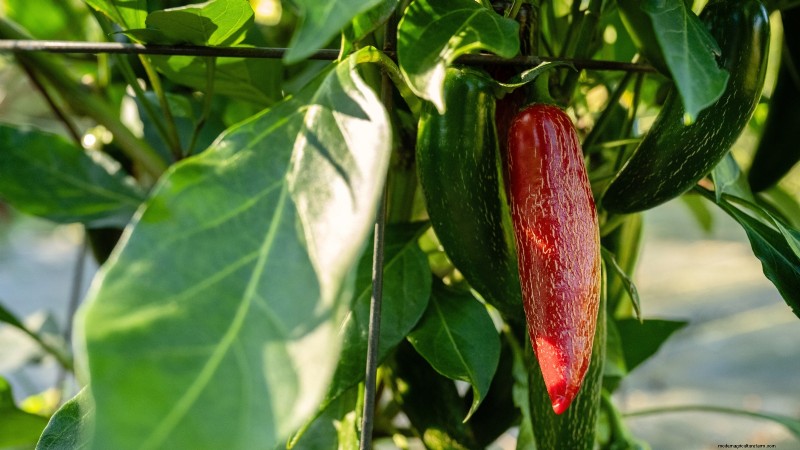 Panduan Memanen Jalapeño:Kapan &Cara Memilih Rasa yang Optimal 