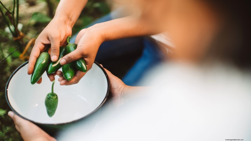 Panduan Memanen Jalapeño:Kapan &Cara Memilih Rasa yang Optimal 