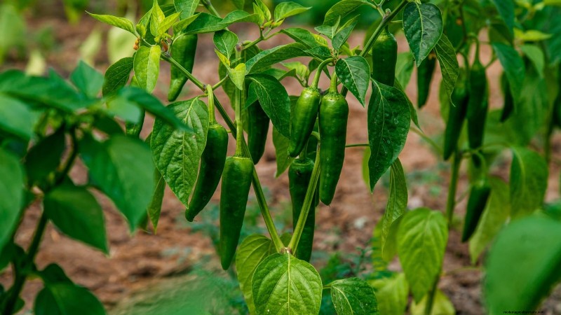 Panduan Memanen Jalapeño:Kapan &Cara Memilih Rasa yang Optimal 