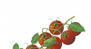 So reifen Sie grüne Tomaten:7 bewährte Methoden 