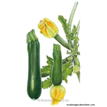 Variedades de calabazas tradicionales:una guía de sabores e historia únicos 