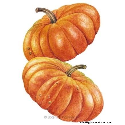 Variedades de calabazas tradicionales:una guía de sabores e historia únicos 