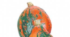 Heirloom-Kürbissorten:Ein Leitfaden für einzigartige Geschmacksrichtungen und Geschichte 