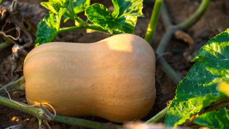 Variedades de calabazas tradicionales:una guía de sabores e historia únicos 
